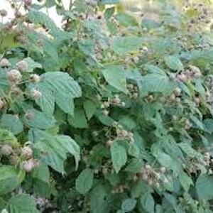 May include: A raspberry bush featuring numerous green, serrated leaves and clusters of small, developing berries. The unripe fruit appears pale and textured, scattered throughout the dense foliage of the plant, showing the natural growth cycle.