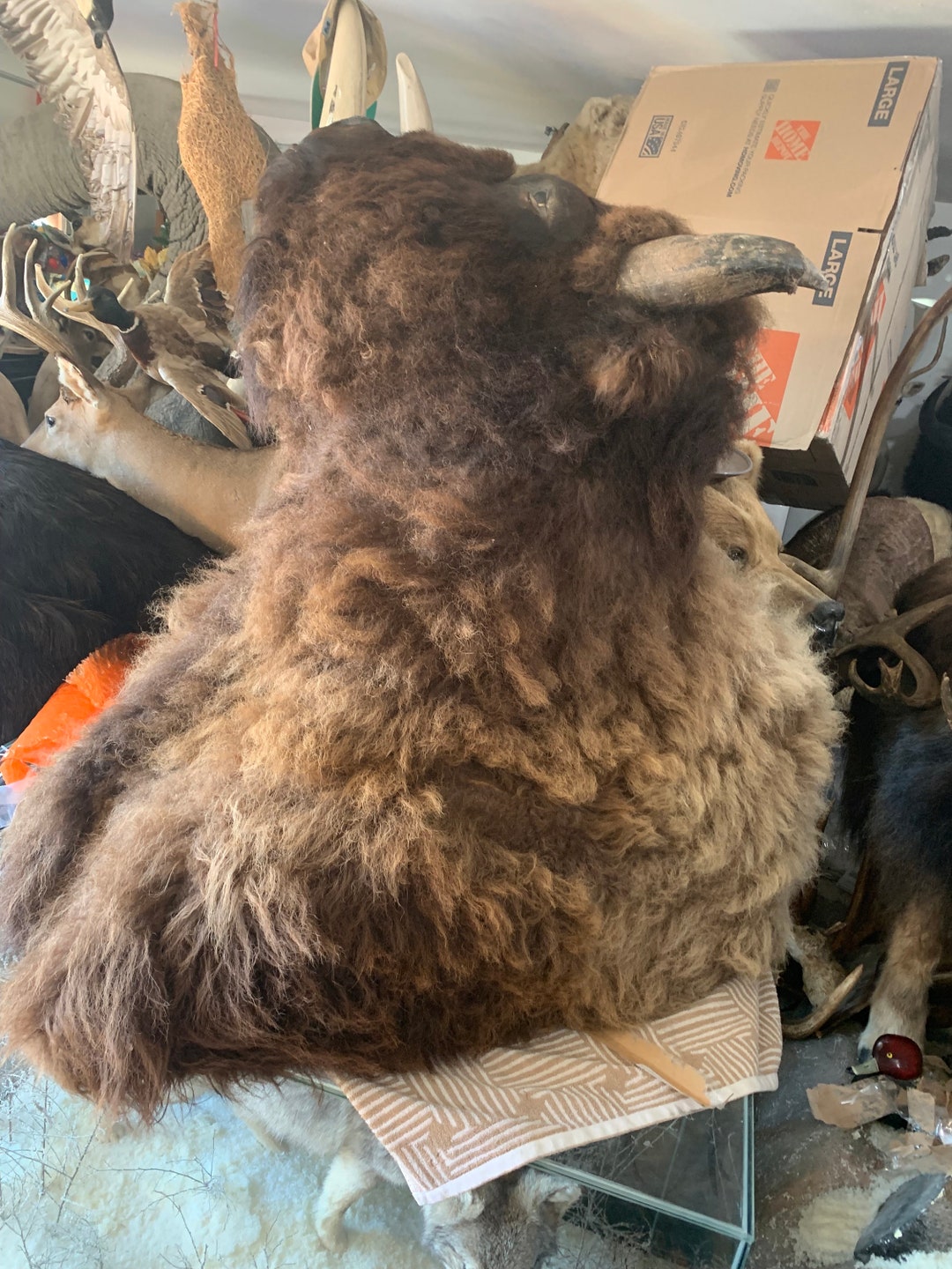 Bison Buffalo Shoulder Mount Taxidermy Etsy