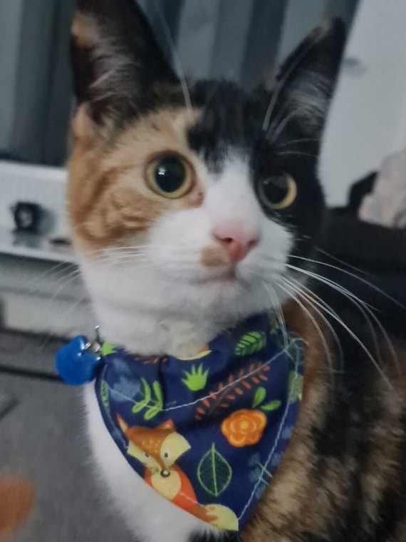 Customized collar top for cats