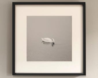 Art photography SWAN - photo print unframed or canvas print, various sizes