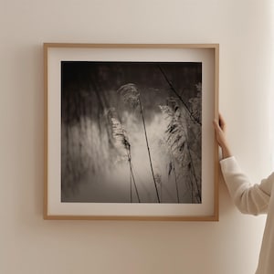 Art photography NIGHTY REEDS - ZEN photography, aesthetic nature, grasses, black and white - photo print or canvas print unframed, variations