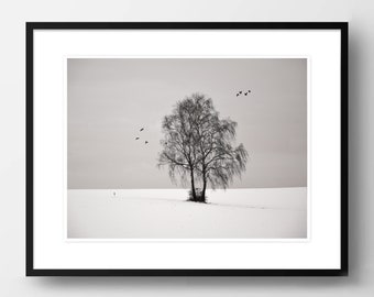 Kunstfotografie "2 BIRKEN" - Fotoabzug ungerahmt oder Leinwanddruck, verschiedene Größen