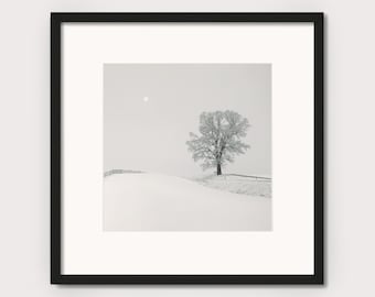 Art photography "OAK TREE" - photo print unframed or canvas print, various sizes