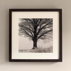 Art Photography OAK TREE - Aesthetic Wall Art, Oak Tree in Winter - Photo Print or Canvas Print Unframed, Various Sizes