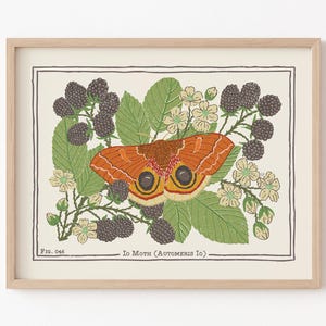 Puede incluir: Una impresión botánica enmarcada con una ilustración de la polilla Io (Automeris Io). La polilla naranja tiene grandes marcas en forma de ojo, rodeada de hojas verdes, moras y pequeñas flores blancas. La impresión tiene un fondo crema y un marco de madera clara.