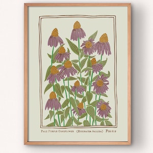 May include: A framed botanical art print on a light green background featuring purple coneflowers with yellow centers and green leaves. The text at the bottom reads Pale Purple Coneflower (Echinacea Pallida) Fig.019.