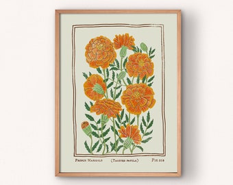 French Marigold Fig. 018 | Vintage Style Poster Print