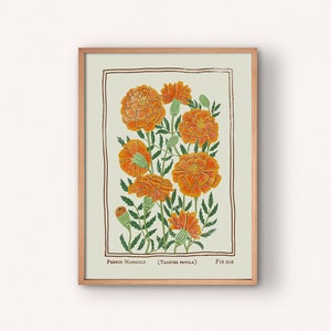 French Marigold Fig. 018 | Vintage Style Poster Print