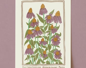 Lámina artística de equinácea púrpura pálida: póster botánico de inspiración vintage