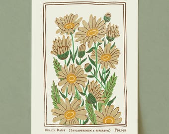 Lámina artística de margarita Shasta: ilustración botánica floral de estilo vintage
