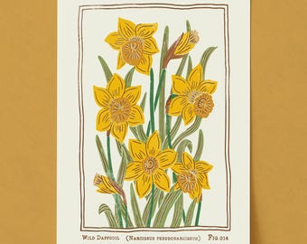 Lámina artística de narciso silvestre: ilustración botánica de estilo vintage