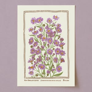 Lámina artística de áster de Nueva Inglaterra: ilustración botánica vintage
