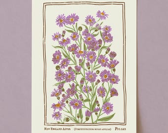 Lámina artística de áster de Nueva Inglaterra: ilustración botánica vintage