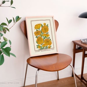 May include: A framed botanical art print featuring a detailed illustration of yellow garden mum flowers with green stems and leaves. The print includes the text Garden Mum (Chrysanthemum morifolium) and the number 710 at the bottom of the image.