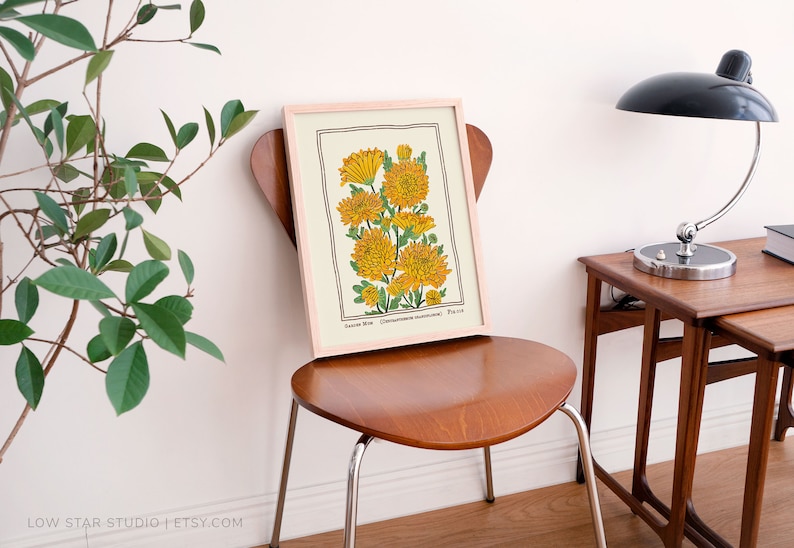 May include: A framed botanical art print featuring a detailed illustration of yellow garden mum flowers with green stems and leaves. The print includes the text Garden Mum (Chrysanthemum morifolium) and the number 710 at the bottom of the image.