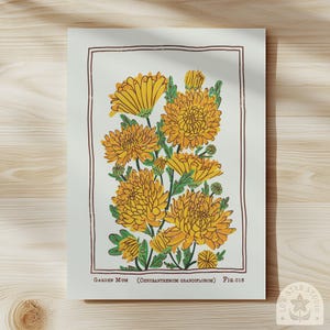 May include: A botanical art print featuring yellow chrysanthemum flowers with green leaves and stems, enclosed in a thin brown rectangular border. The text at the bottom reads Garden Mum (Chrysanthemum grandiflorum) Fig. 018.