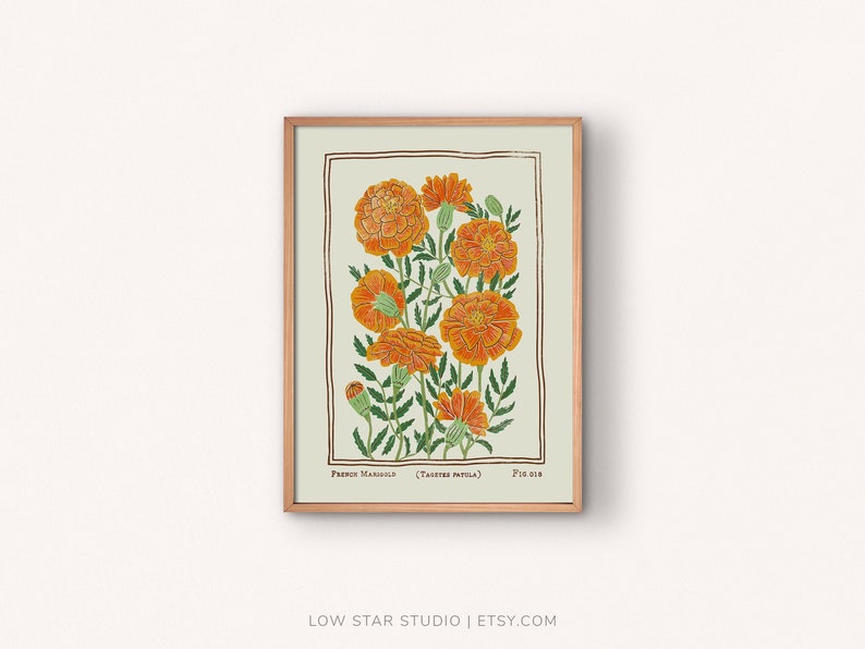 French Marigold Fig. 018 | Vintage Style Poster Print | Available in many US standard sizes from 5x7 up to 24x36 inches