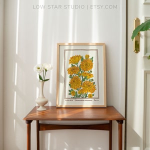 May include: A framed botanical art print featuring a cluster of vibrant yellow chrysanthemum flowers with green stems and leaves, enclosed in a thin light wood frame. The print includes the text "CHRYSTANTHEMUM" and "(CHRYSANTHEMUM MORIFOLIUM)" at the bottom.
