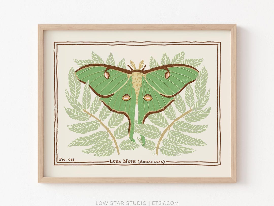 Luna Moth Art Print: Vintage Entomology Illustration - Etsy