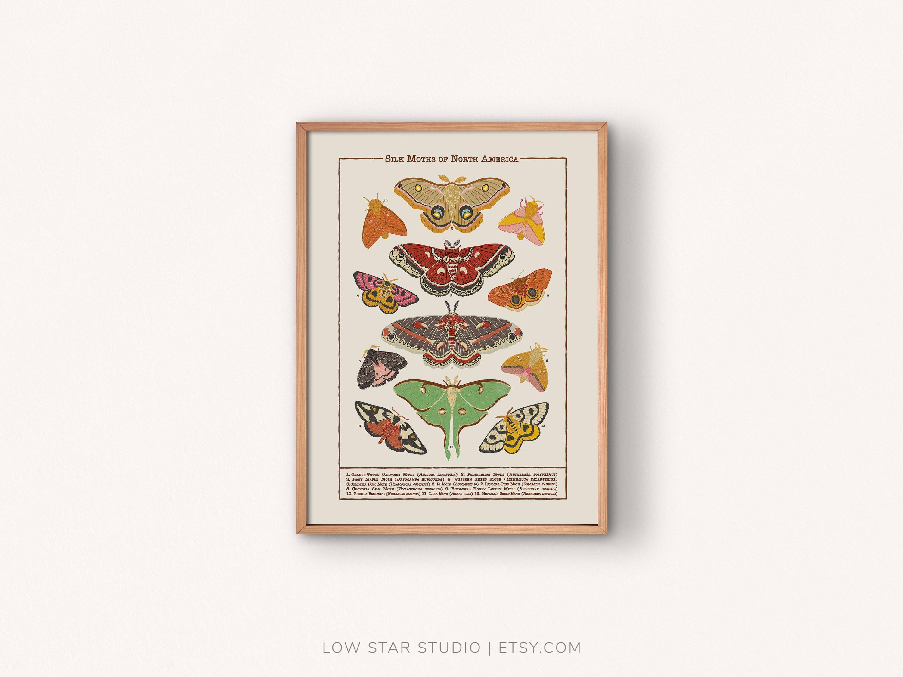 Bug Identification Guide Vintage Insect Poster - Laminated Entomology ...