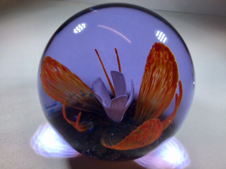 Collectors Club Limited Edition Caithness Glass Paperweight Etsy