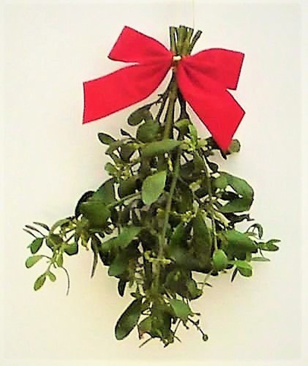 Mistletoe 1 Medium Bundle 6 to 9 Inches Fresh Real All Natural