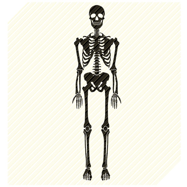 Human Skeleton svg, Skeleton svg, skeleton parts, skeleton, halloween svg, skeleton torso Svg, CriCut Files svg, png dxf Silhouette cameo