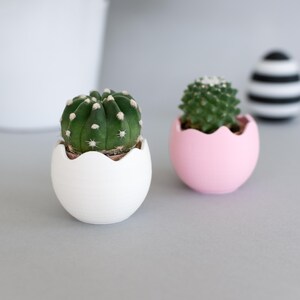 Può includere: Due piccole piante di cactus in vasi a forma di uovo bianchi e rosa. Le piante di cactus sono verdi e hanno piccole spine bianche. I vasi sono entrambi aperti in cima, come un guscio d'uovo.