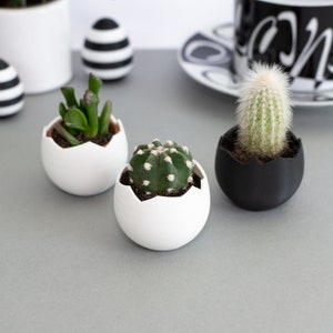 Può includere: Tre piccole piante in vaso in contenitori a forma di uovo. Due sono bianchi con piante grasse verdi e uno è nero con un cactus spinoso.