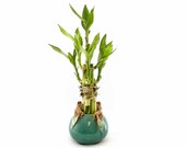 Indoor Live Plants - 6 stalks of lucky with a frogs vase. Perfect Gift for house warming, birthday, coworker, anniversary, mom dad daugter