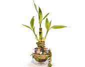 Clean Chic Simple Moden Live Plants 3 stalks Lucky Bamboo in a round bottom thick glass vase. US seller, fast shipping.