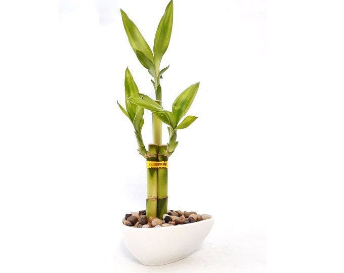 Clean Chic Simple Moden Live Plants 3 stalks Lucky Bamboo in a mini water drop shaped white ceramic vase. US seller, fast shipping.