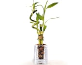 Indoor Live Plants - 4 stalks of lucky bamboo spiral arrangements in a Heavy square clear glass vase. US seller, 2 days fast shipping.