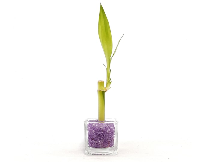 Positive energy. Semi precious amethyst Rock Chips with indoor Live Plants 1 x 4" Lucky Bamboo. Natural amethyst, cleansing health and luck
