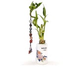 Indoor Live Plants - 4 stalks lucky bamboo spiral in a traditional Asian painting ceramic vase. The 7 chakra hanging charms is optional.