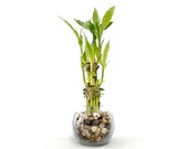 Indoor Live Plants - 6 stalks of lucky bamboo arrangements in a 3.25 quot H x 4 quot W round clear glass vase. US seller, 2 days fast shipping.