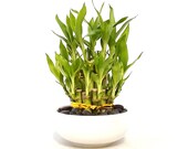 Indoor Live Plants - lucky bamboo 2 tiers tower in a white ceramic Vase. Perfect Gift 4 birthday, coworker, anniversary, mom dad daughter