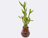 Indoor Live Plants - 6 stalks of lucky bamboo arrangements in a brown color round ceramic vases. US seller, 2 days fast shipping.