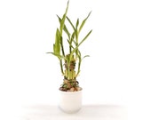 Clean Chic Simple Moden Live Plants 6 stalks Lucky Bamboo in a round white ceramic vase. US seller, fast shipping.