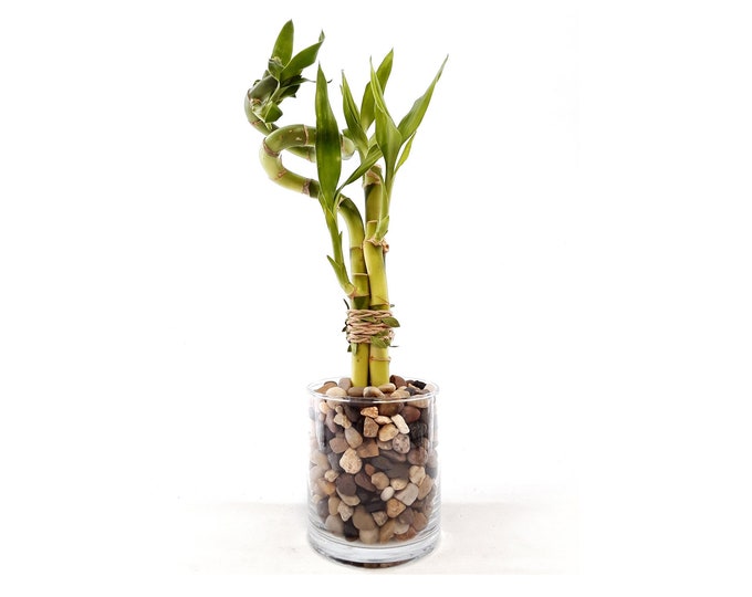 Indoor Live Plants - 4 stalks of lucky bamboo spiral in a Glass jar vase. House warming, birthday, coworker, anniversary, mom dad daugter