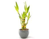 Indoor Live Plants - 6 stalks of lucky in a Japanese Vase. Perfect Gift for house warming, birthday, coworker, anniversary, mom dad daugter
