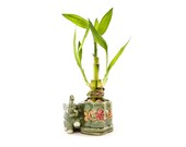 Lucky Elephant Live Plants Lucky Bamboo with Elephant Vase. Surprise girlfriend, daughter granddaughter mother aunt grandma. Fast Shipping