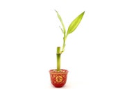 Luck and Prosperity quot Full House with Gold and Jade quot blessing - Live Plants single stalk 4 quot Lucky Bamboo in a mini red and gold ceramic vase.