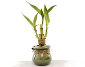 Indoor Live Plants - 3 stalks lucky bamboo in a Money Bag vase. Gift for house warming, birthday, best friend, anniversary, mom dad daughter