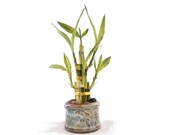 Clean Neutral Color Simple design Live Plants 6 stalks Lucky Bamboo in a round bamboo pattern ceramic vase. US seller, fast shipping.