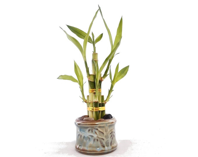 46 stalk bamboo in vase