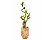 Modern Zen office desk top night stand bathroom - Live Plants - 3 stalks lucky bamboo spiral in a wood color ceramic vase. Fast Shipping.