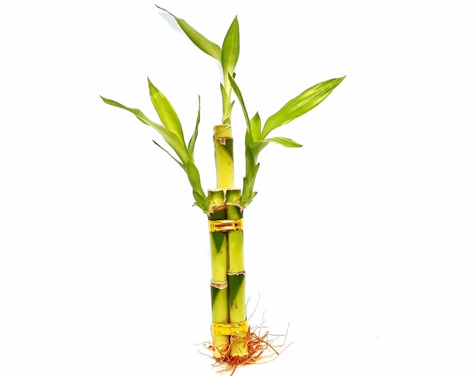 Lucky Bamboo Live Plant, 3 Straight Bamboo Stalks - 4”, 6” or 8”, Indoor Plants, Feng Shui Gift
