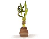 Indoor Live Plants - 4 stalks lucky bamboo in treasure chest Vase. Gift 4 house warming, birthday, coworker, anniversary, mom dad daugter