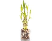 Indoor Live Plants - 6 stalks of lucky bamboo arrangements in a thick square clear glass vase. US seller, 2 days fast shipping.